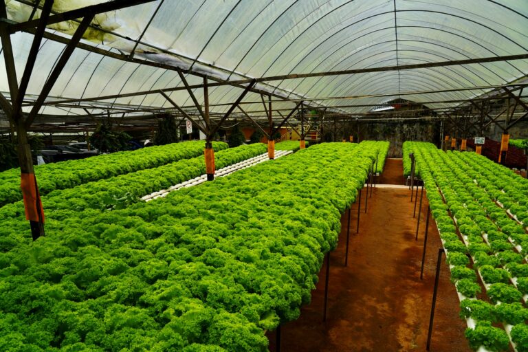 Rows of vibrant green leafy vegetables are growing in a spacious greenhouse. The plants are arranged neatly in raised beds under a transparent arched roof, creating a controlled environment for optimal growth.