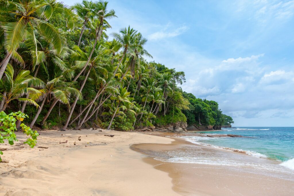 A tropical beach scene with tall palm trees leaning over a sandy shoreline. Calm waves gently reach the shore under a partly cloudy blue sky. Dense green foliage can be seen in the background.