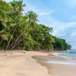 A tropical beach scene with tall palm trees leaning over a sandy shoreline. Calm waves gently reach the shore under a partly cloudy blue sky. Dense green foliage can be seen in the background.