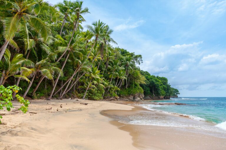 A tropical beach scene with tall palm trees leaning over a sandy shoreline. Calm waves gently reach the shore under a partly cloudy blue sky. Dense green foliage can be seen in the background.