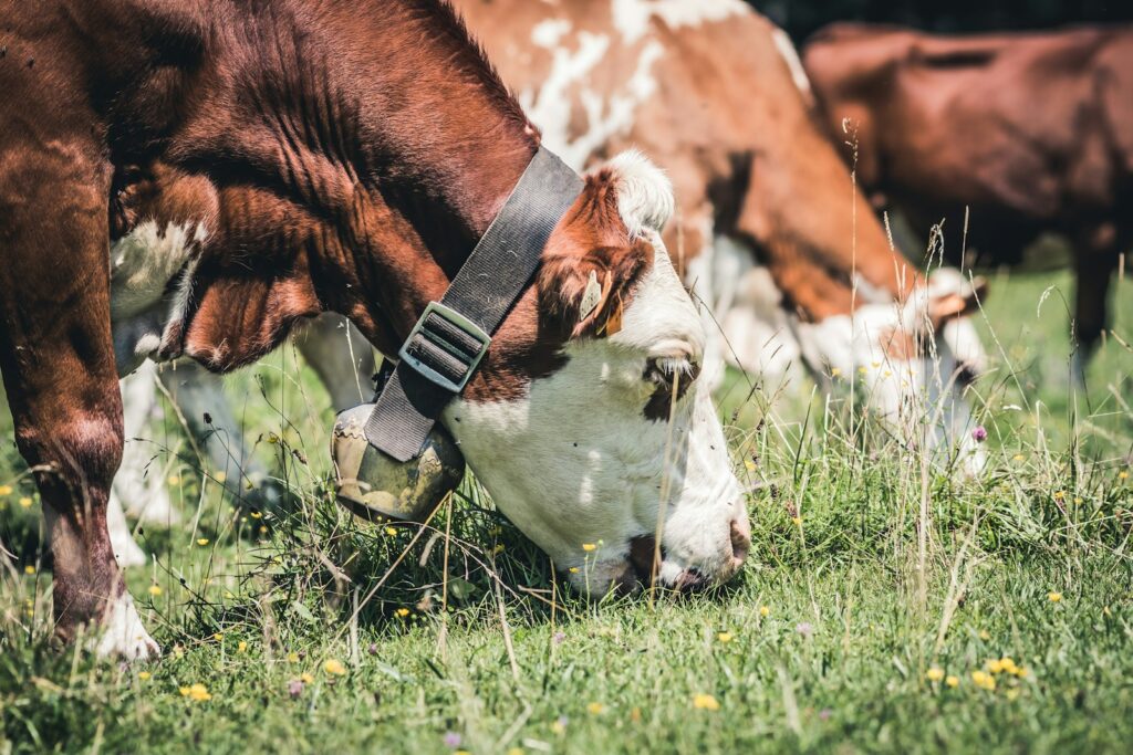 Verschillende bruin-witte koeien grazen in het groene gras van een veld. Eén koe op de voorgrond draagt een grote halsband en houdt haar kop gebogen om te eten. Op de achtergrond zijn meer koeien en gras te zien.